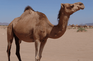 Qurbani 1 Camel Share edhi foundation