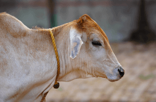 Qurbani 1 Full Cow edhi foundation