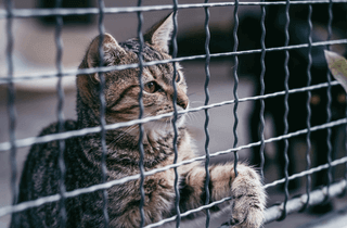 Cat help Edhi Foundation